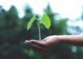 A close-up of a hand holding a young green plant sprouting from soil, symbolizing growth and potential against a blurred natural background.