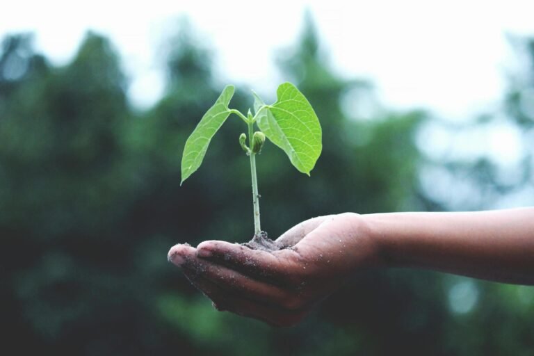 A close-up of a hand holding a young green plant sprouting from soil, symbolizing growth and potential against a blurred natural background.